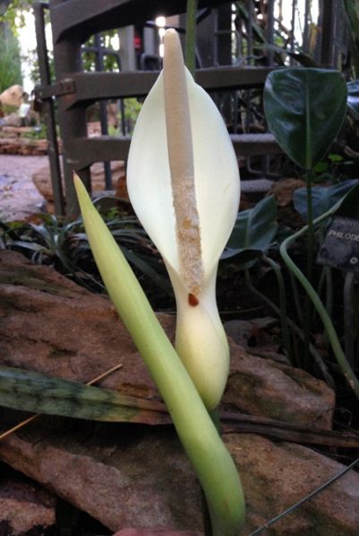 文件:Philorenauxii 05.jpg
