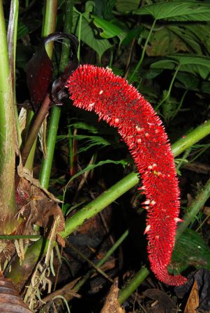 Croat 104、127/566, pictured in Carchi, Ecuador Image Copyright © 2013 by David Scherberich
