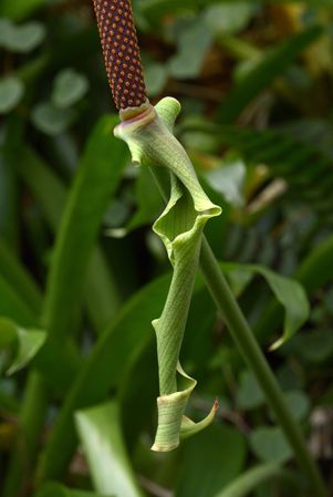 Pictured at the Jardin Botanique de Lyon (France) Image Copyright © 2022 by David Scherberich
