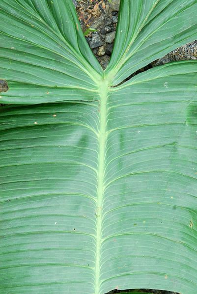 文件:PhilosharoniaeCroat 05.jpg