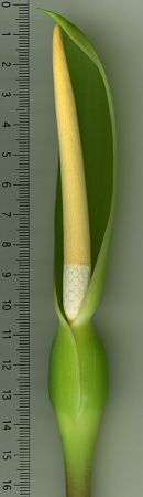DS673 from Peninsular Malaysia Pictured at the Jardin Botanique de Lyon (France) Image Copyright © 2011 by David Scherberich
