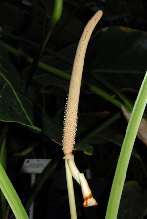 Pictured at the Jardin Botanique National de Belgique (Meise, Belgium) Image Copyright © 2010 by David Scherberich
