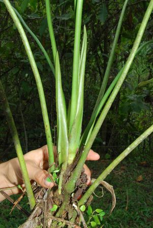 Croat 104434, pictured in Carchi, Ecuador Image Copyright © 2013 by David Scherberich