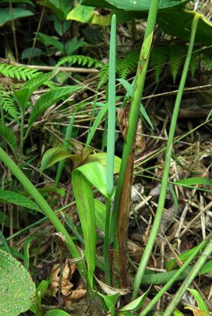 Croat 104528, pictured in Carchi, Ecuador Image Copyright © 2013 by David Scherberich