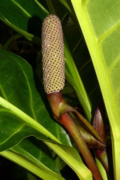 文件:Anthcubense 05.jpg