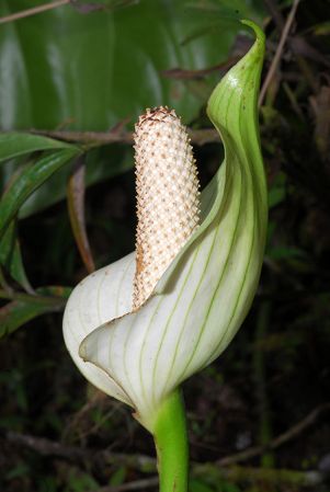Croat 104411, pictured in Carchi, Ecuador Image Copyright © 2012 by David Scherberich