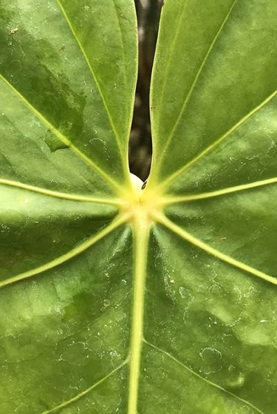 文件:AnthsachawienseCroat93460 04.jpg