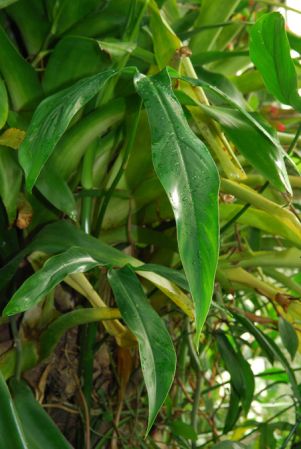 Pictured in the Botanischer Garten der Universitat Göttingen (Germany) Image Copyright © 2011 by David Scherberich