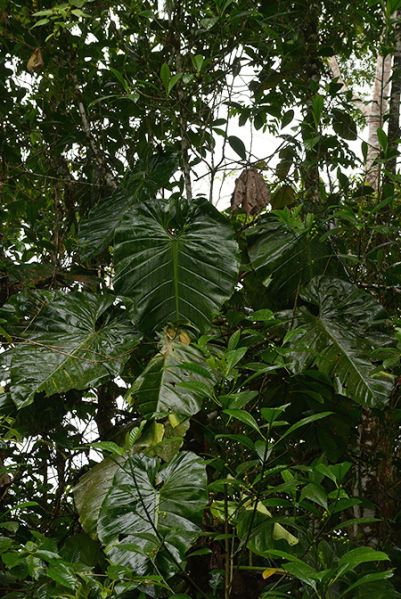 文件:Philoatratum 06.jpg