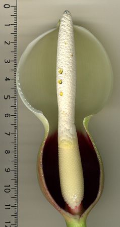 From Venezuela, pictured at the Jardin Botanique de Lyon (France) Image Copyright © 2007 by David Scherberich