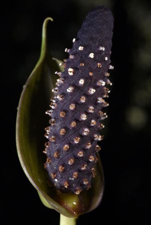 Pictured in Oaxaca, Mexico Image Copyright © 2020 by Fred Muller