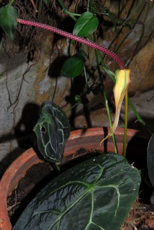 Pictured at the Jardín Botánico San Jorge (Ibagué, Colombia) Image Copyright © 2013 by David Scherberich