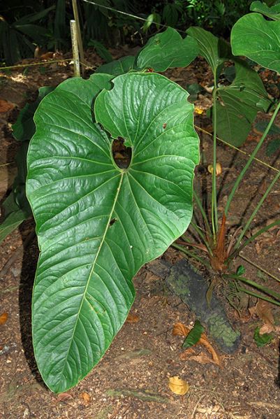 文件:Anthmacagualense 01.jpg