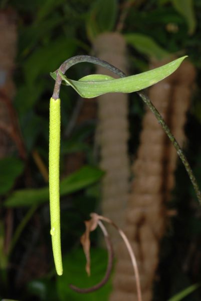 文件:Anthmaculosum 03.jpg