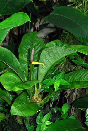 Pictured in the Botanischer Garten der Universitat Göttingen (Germany) Image Copyright © 2011 by David Scherberich