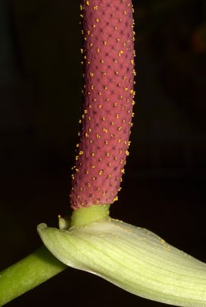 Croat 93460 from Cotopaxi, Ecuador Pictured at the Jardin Botanique du Montet (Nancy, France) Image Copyright © 2022 by David Scherberich