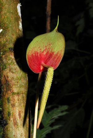 Croat 103882 pictured in Tolima, Colombia Image Copyright © 2013 by David Scherberich