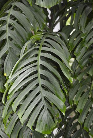Pictured in Royal Botanic Gardens, Kew Image Copyright © 2016 by David Scherberich