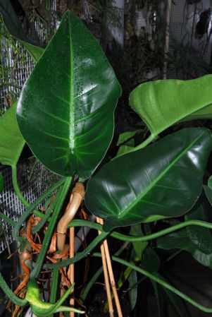 Pictured in Royal Botanic Gardens, Kew Image Copyright © 2012 by David Scherberich