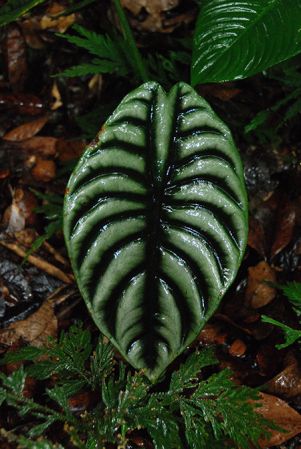 Pictured in Poring, Kinabalu National Parc (Borneo) Image Copyright © 2016 by Patrick Blanc