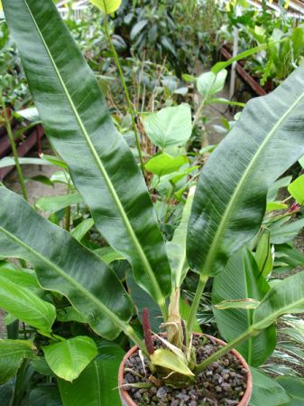 Pictured in the Botanischer Garten München (Germany) Image Copyright © 2006 by David Scherberich