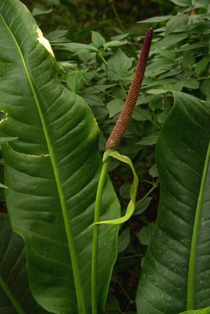 Pictured in the Botanischer Garten München (Germany) Image Copyright © 2016 by David Scherberich