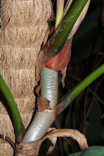 文件:Philoclarkei 02.jpg