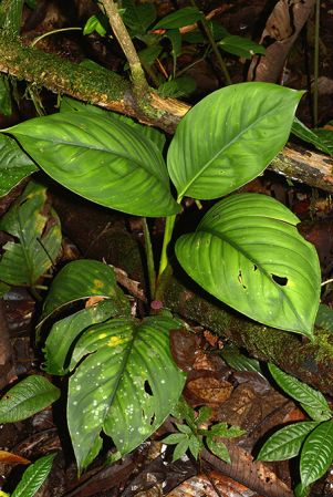 Croat 105592 pictured in Misahualli, Napo/Ecuador Image Copyright © 2015 by David Scherberich