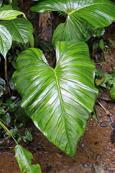 文件:Adelowendlandii 04.jpg