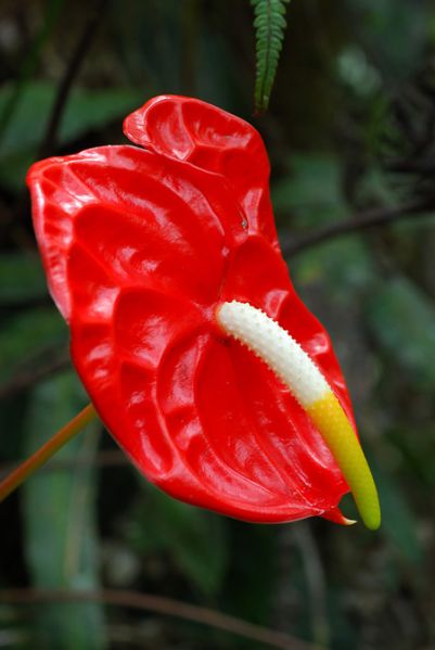 文件:Anthandraeanum 04.jpg