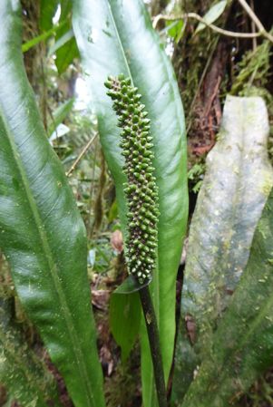 Pictured in La Planada Reserve, Narino, Colombia Image Copyright © 2018 by Bruce Dunstan