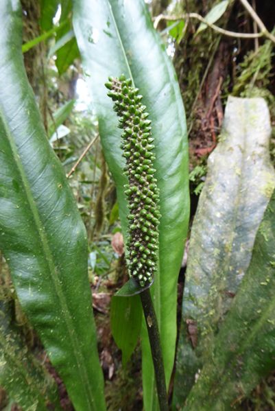 文件:AnthcarchienseBD 04.jpg