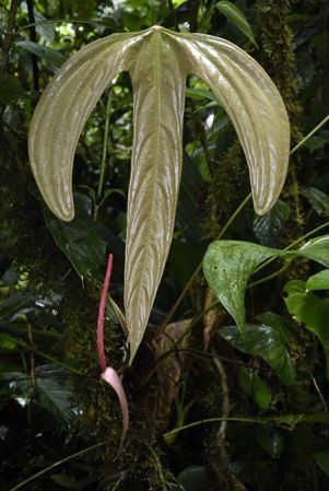 Pictured in Chiriquí, Panama Image Copyright © 2019 by Fred Muller