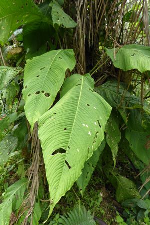 Pictured in La Planada Reserve, Narino, Colombia Image Copyright © 2018 by Bruce Dunstan