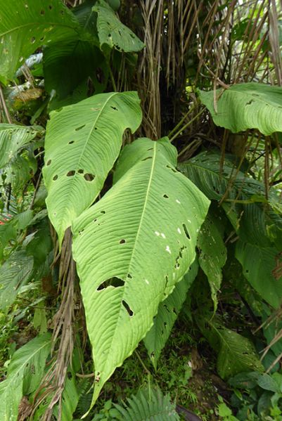 文件:AnthmembranaceumBD 03.jpg