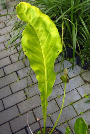 Pictured in Prague Botanic Garden Image Copyright © 2017 by David Scherberich