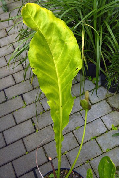 文件:AnthsarukhanianumPRAZ 02.jpg