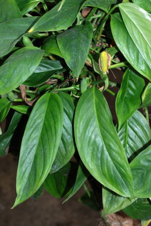 From Brazil (Para), pictured at the Jardin Botanique du Montet (Nancy, France) Image Copyright © 2010 by David Scherberich