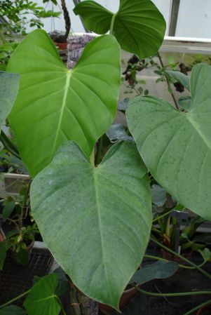 From Guatemala, pictured at the Botanischer Garten und Botanisches Museum Berlin-Dahlem (Germany) Image Copyright © 2006 by David Scherberich