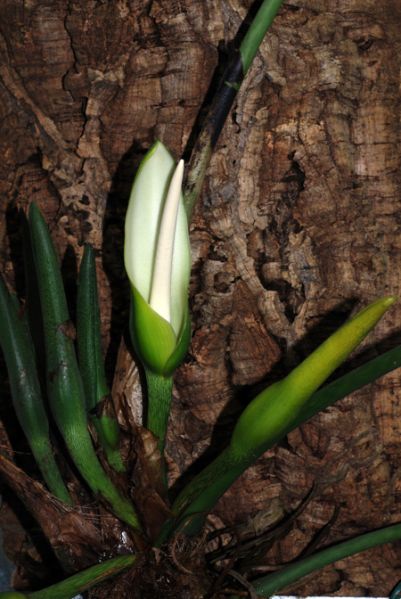 文件:Philoasplundii 22.jpg