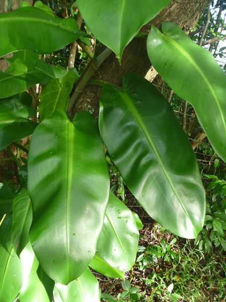 文件:Philocorreae 01.jpg