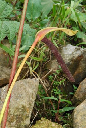 Croat 103841 pictured in Caquetá, Colombia Image Copyright © 2013 by David Scherberich