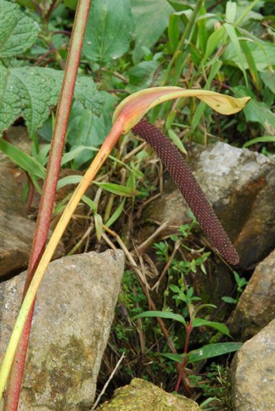 文件:AnthflorencienseCroat 04.jpg