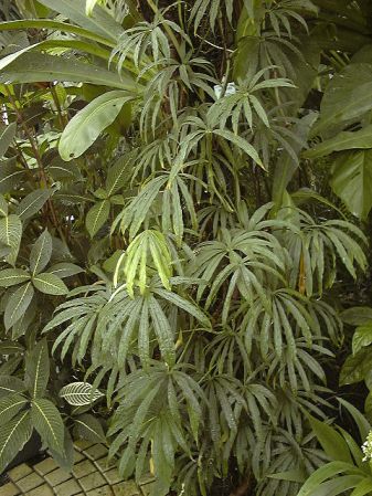 Pictured at the Jardin Botanique du Montet (Nancy, France) Image Copyright © 2003 by David Scherberich