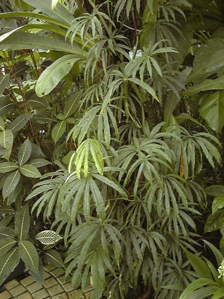 文件:Anthpolyschistum 03.jpg