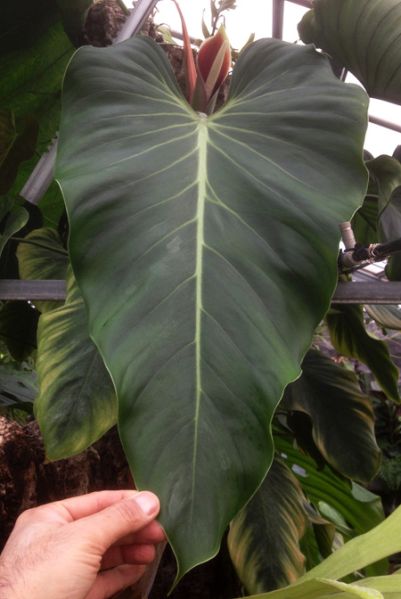 文件:Philobrandtianum 08.jpg