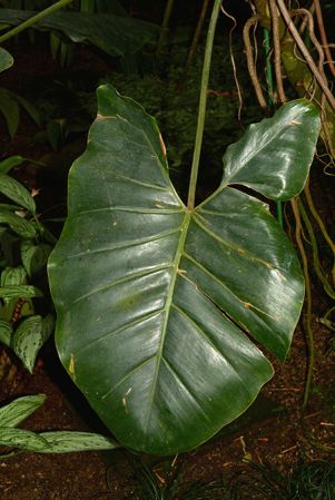 Pictured in the Botanischer Garten München (Germany) Image Copyright © 2016 by David Scherberich