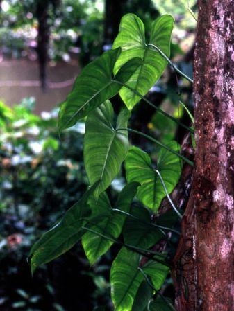 Pictured on the Acarouany river, French Guiana Image Copyright © 2006 by David Scherberich
