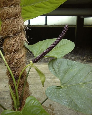 Pictured at the Jardin Botanique du Montet (Nancy, France) Image Copyright © 2003 by David Scherberich