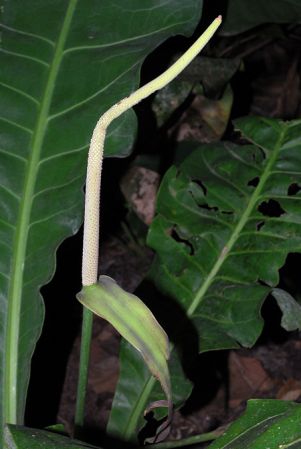 Pictured at the Jardín Botánico San Jorge (Ibagué, Colombia) Image Copyright © 2013 by David Scherberich